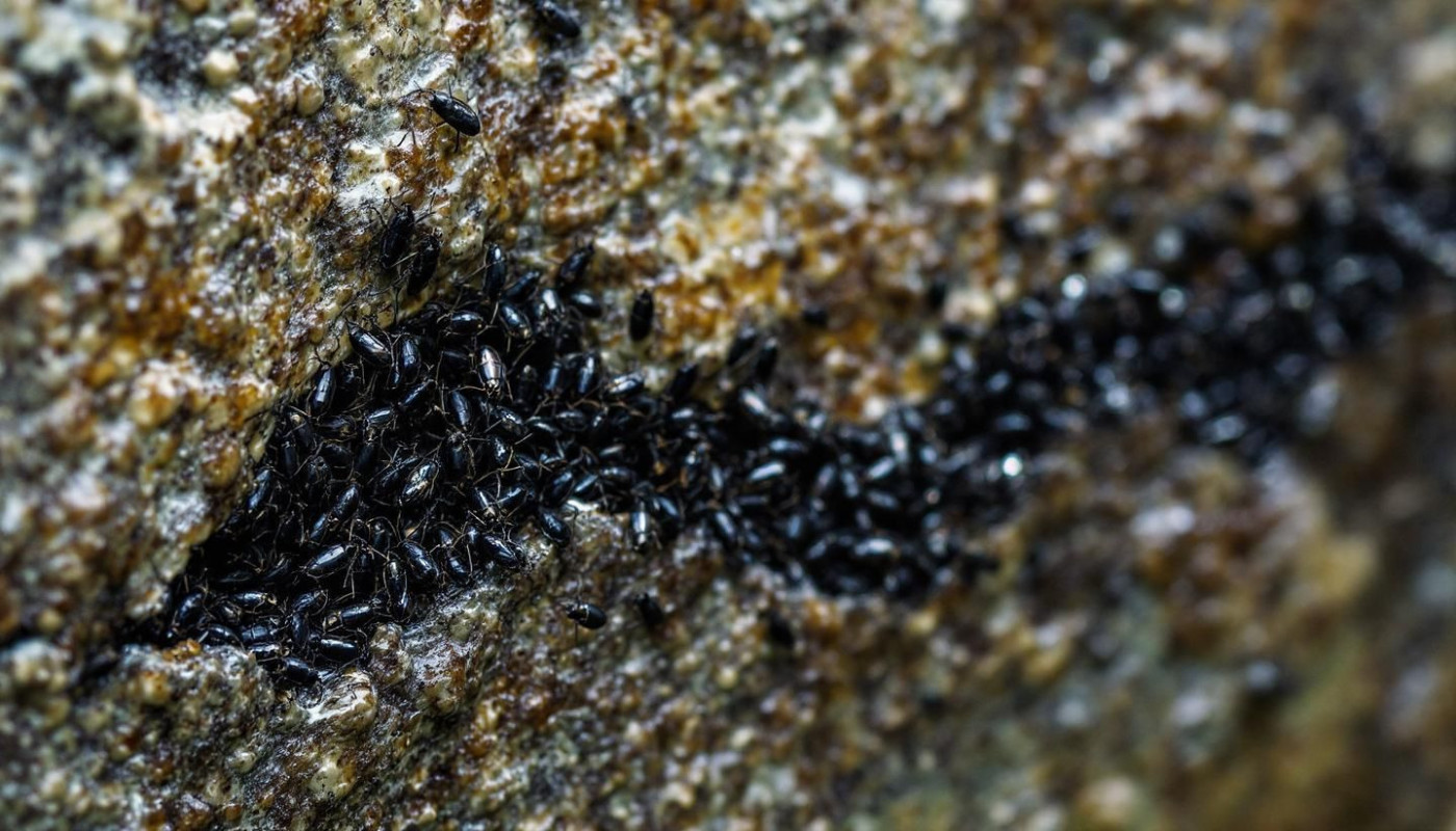 Comment l'humidité domestique attire-t-elle les insectes noirs ?